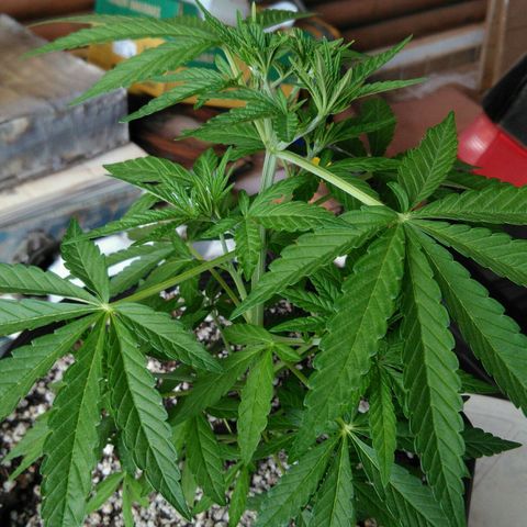 Ww growlog timeline photo