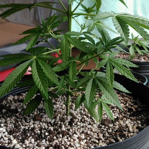 Ww growlog timeline photo