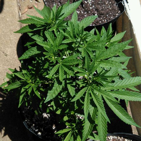 Ww growlog timeline photo
