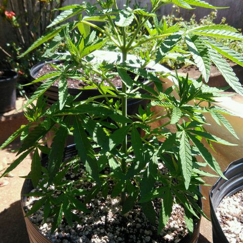 Ww growlog timeline photo