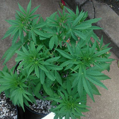Ww growlog timeline photo