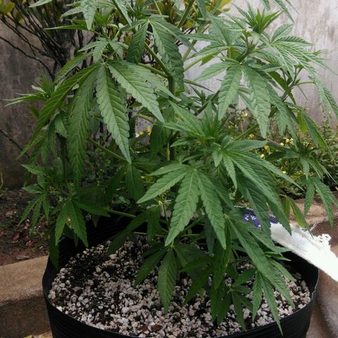 Ww growlog timeline photo