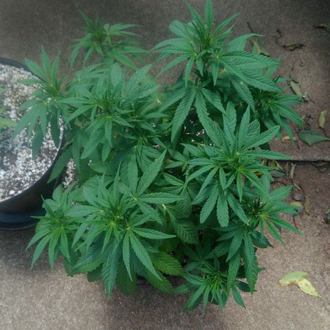 Ww growlog timeline photo