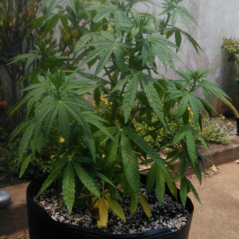 Ww growlog timeline photo