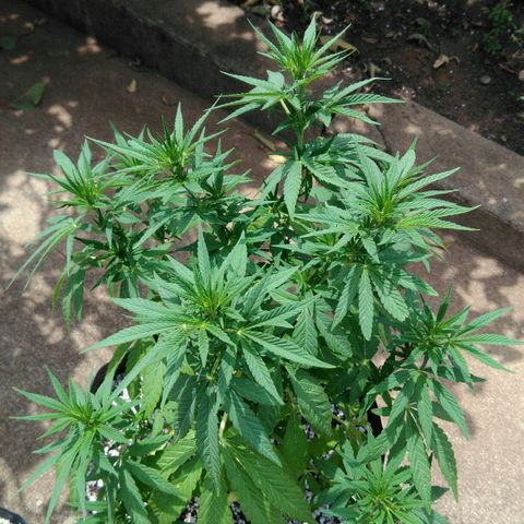 Ww growlog timeline photo