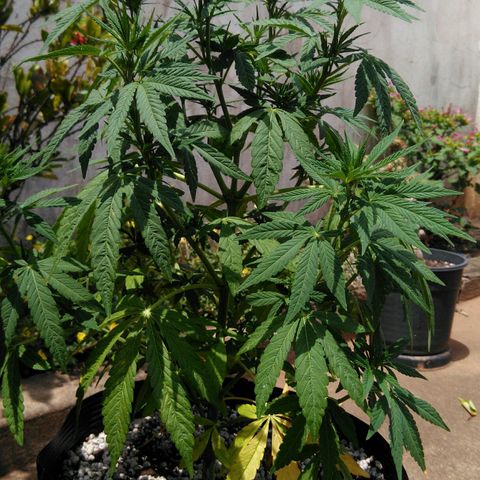 Ww growlog timeline photo