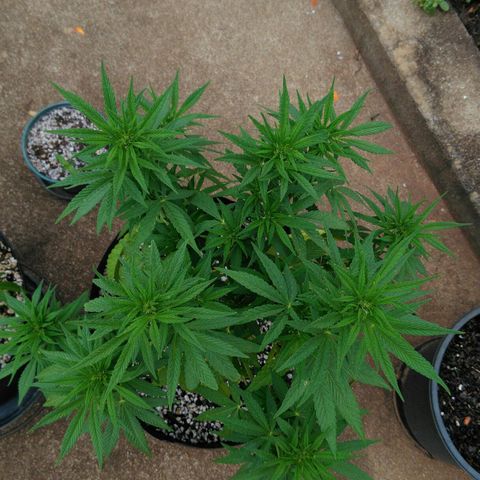 Ww growlog timeline photo