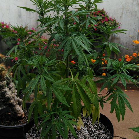 Ww growlog timeline photo