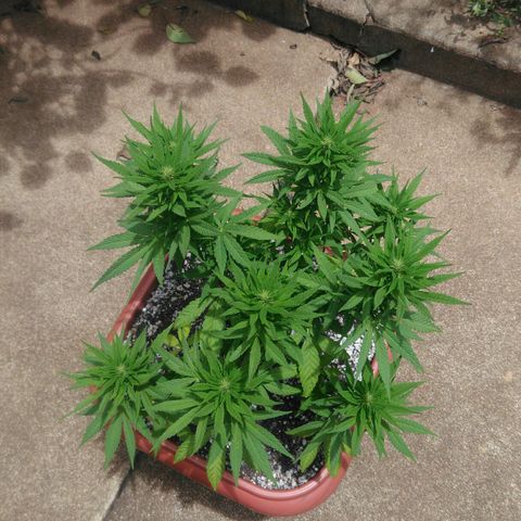 Ww growlog timeline photo