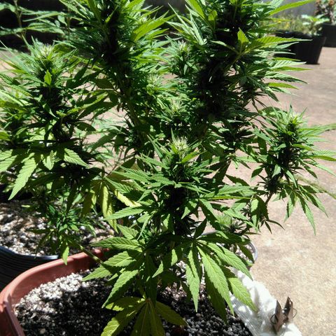 Ww growlog timeline photo