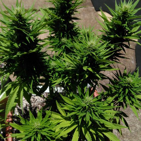 Ww growlog timeline photo