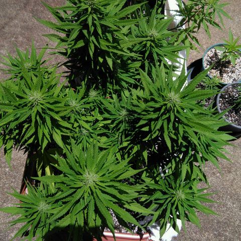 Ww growlog timeline photo