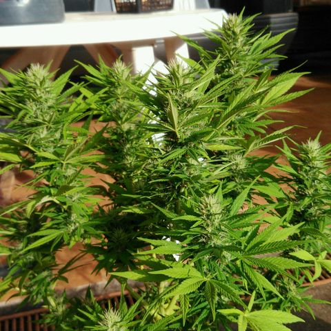 Ww growlog timeline photo