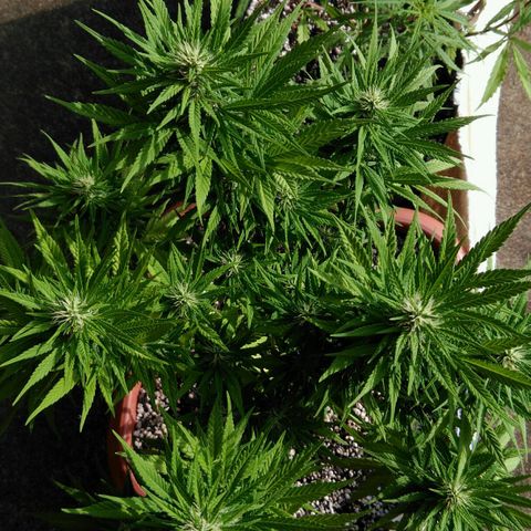 Ww growlog timeline photo
