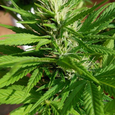 Ww growlog timeline photo