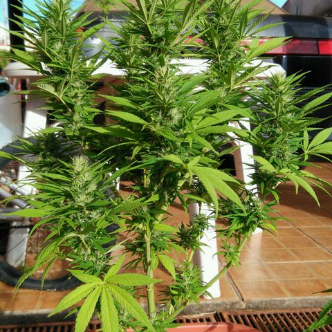 Ww growlog timeline photo