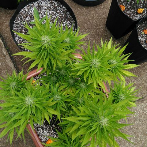 Ww growlog timeline photo