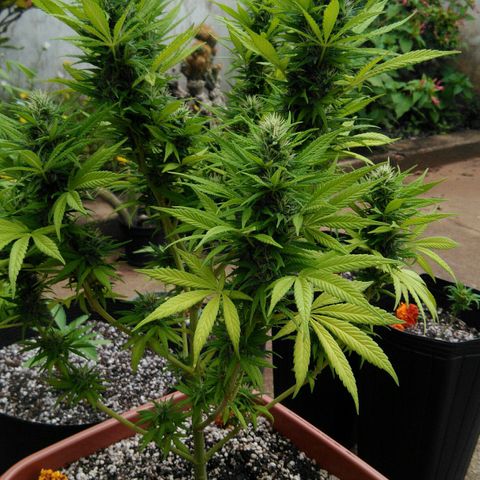 Ww growlog timeline photo