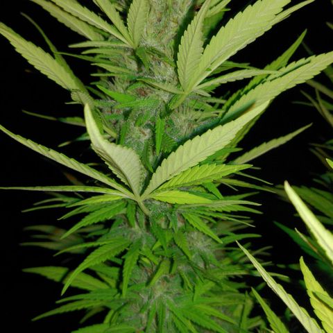 Ww growlog timeline photo