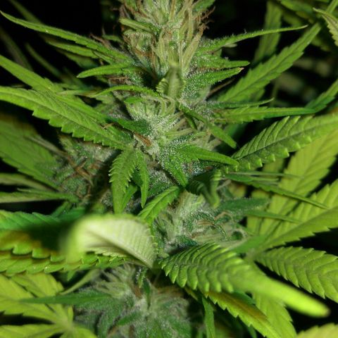Ww growlog timeline photo