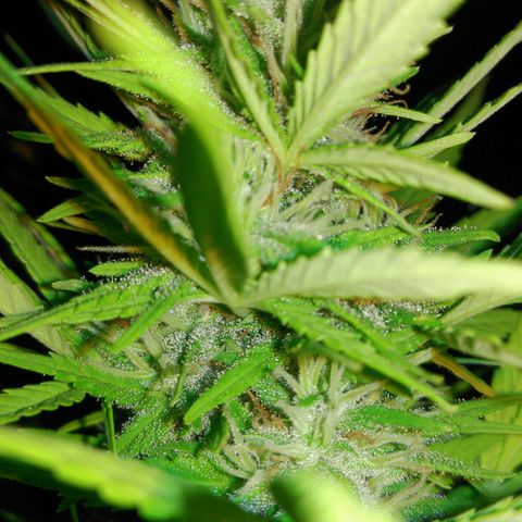 Ww growlog timeline photo