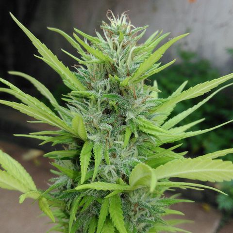 Ww growlog timeline photo