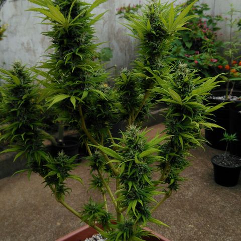 Ww growlog timeline photo