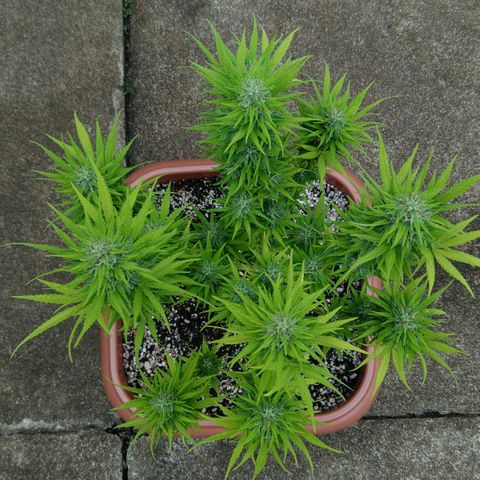 Ww growlog timeline photo