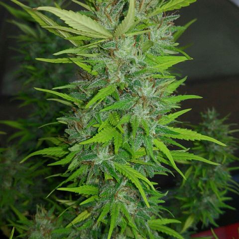 Ww growlog timeline photo