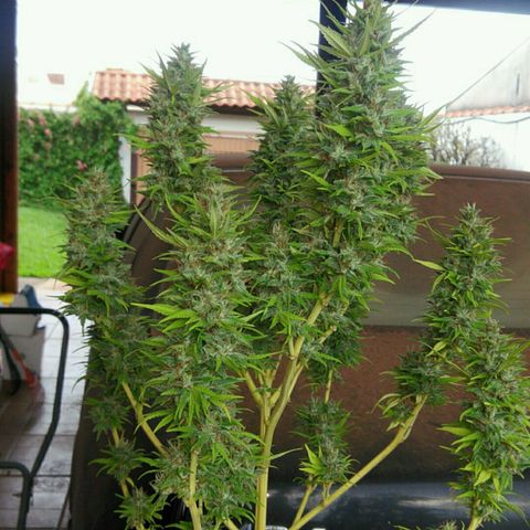 Ww growlog timeline photo