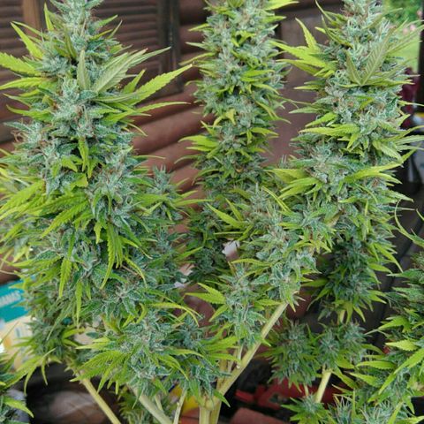 Ww growlog timeline photo