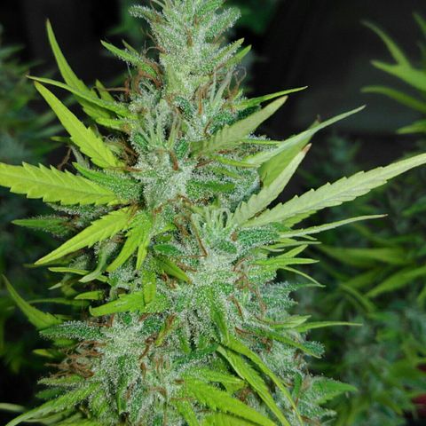 Ww growlog timeline photo