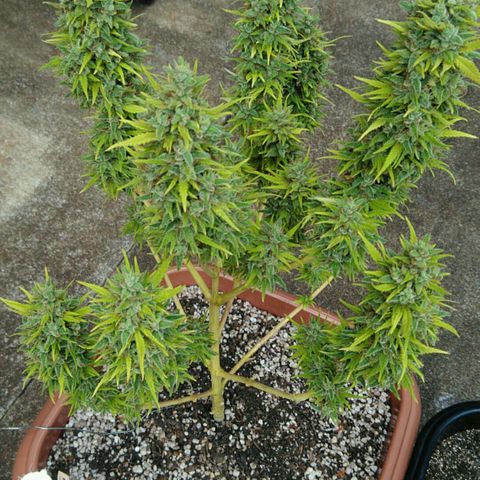 Ww growlog timeline photo