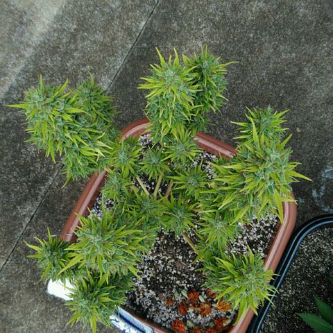 Ww growlog timeline photo