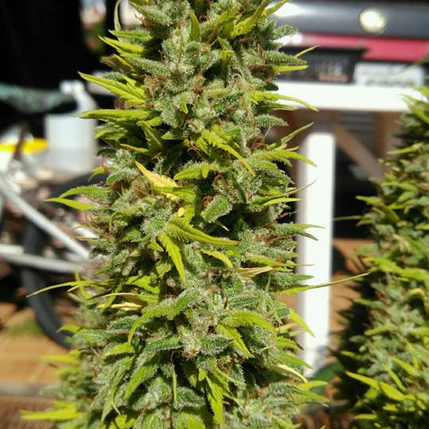 Ww growlog timeline photo