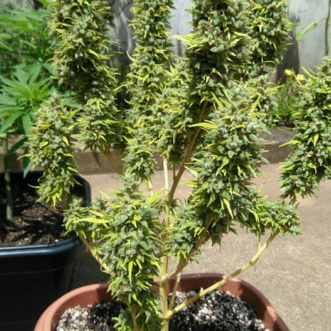 Ww growlog timeline photo