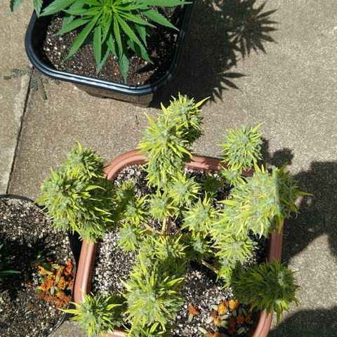 Ww growlog timeline photo