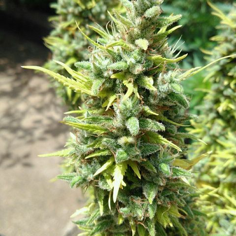 Ww growlog timeline photo