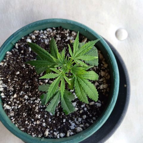 Bubblegum  #1 growlog timeline photo
