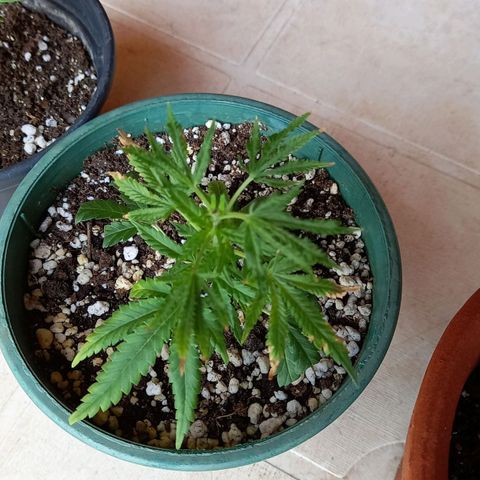 Bubblegum  #1 growlog timeline photo