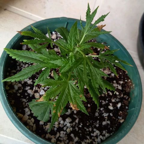 Bubblegum  #1 growlog timeline photo