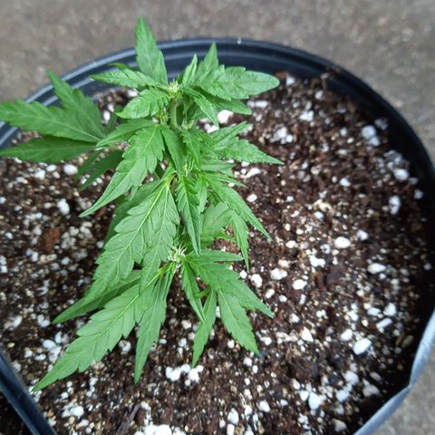 Bubblegum  #1 growlog timeline photo