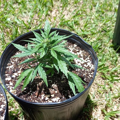Bubblegum  #1 growlog timeline photo