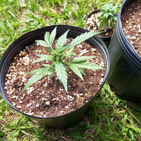 Bubblegum  #1 growlog timeline photo