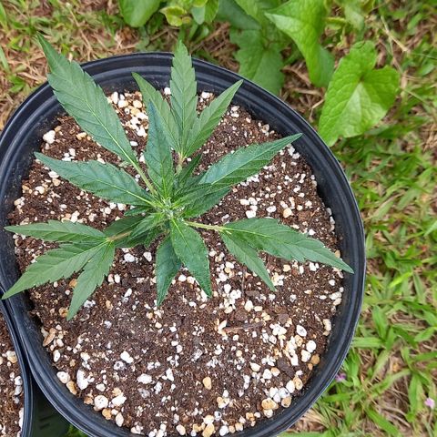 Bubblegum  #1 growlog timeline photo