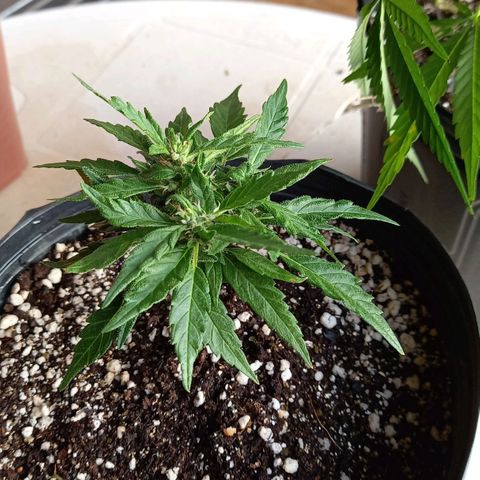 Bubblegum  #1 growlog timeline photo