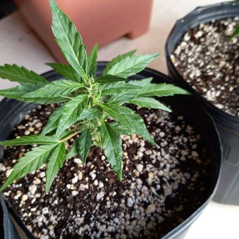 Bubblegum  #1 growlog timeline photo