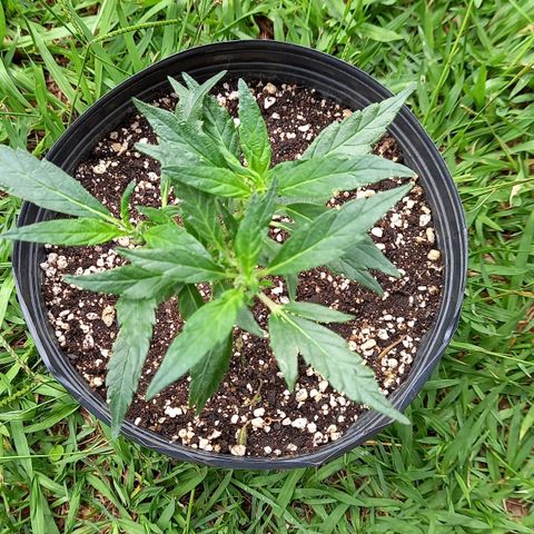 Bubblegum  #1 growlog timeline photo