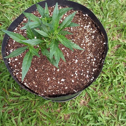 Bubblegum  #1 growlog timeline photo