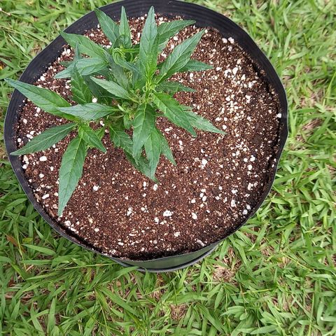 Bubblegum  #1 growlog timeline photo